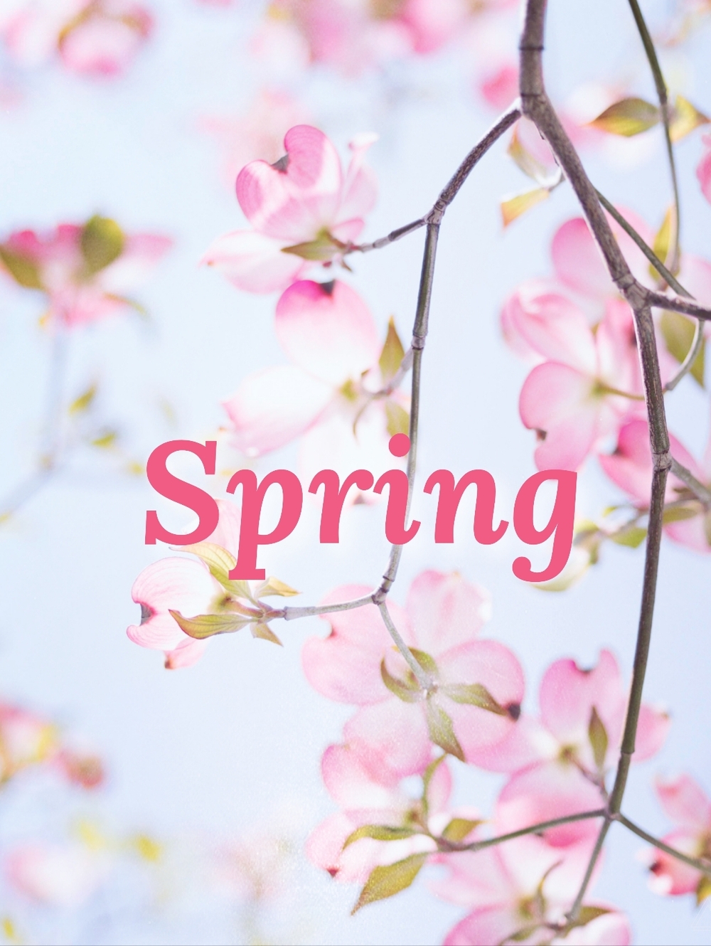 🌷🪺 Spring 🪺🌷